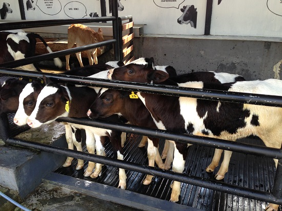 Seeing cow in Farmhouse Lembang