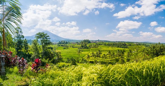 Beautiful view of Jatiluwih Rice Fields