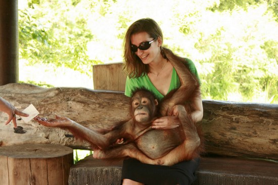 Interacting to orangutan in Bali Safari and Marine Park