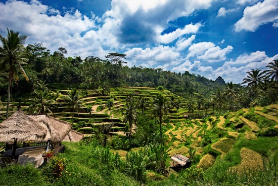 Tegalalang Rice Terrace from the hill