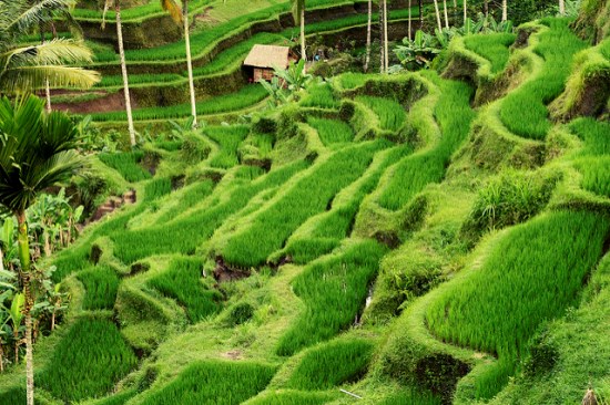 Tegalalang Rice Terrace in summer