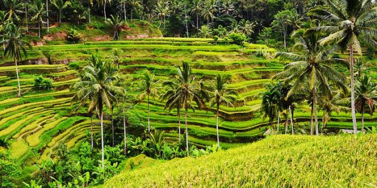 The magnificent view of Tegalalang Rice Terrace