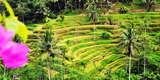 Visiting Tegalalang Rice Terrace Bali