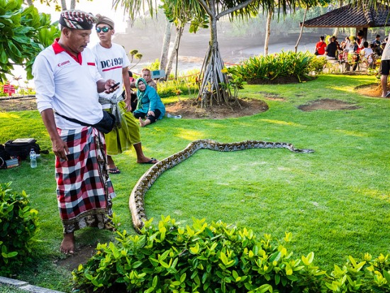 Sacred snake the keeper of Tanah Lot