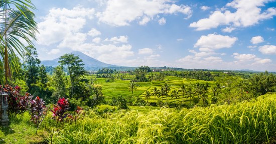 Beautiful view of Jatiluwih Rice Fields