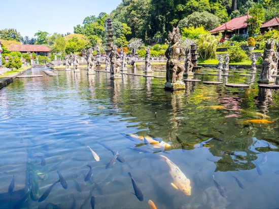 Big koi fish at the Tirta Gangga Bali