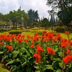 Flowers in Bali Botanical Garden