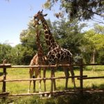 Giraffes in Bali Safari and Marine Park