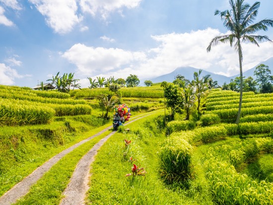 Jatiluwih Rice Fields at Tabanan Bali