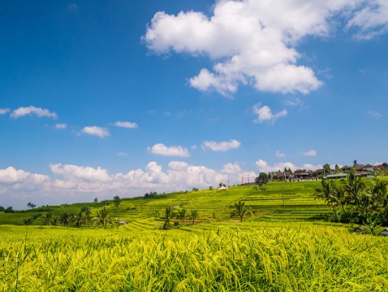 Nice day at Jatiluwih Rice Fields