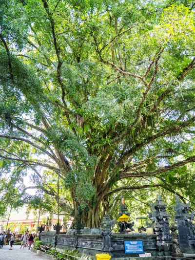 One big tree on the way to Pura Tirta Empul