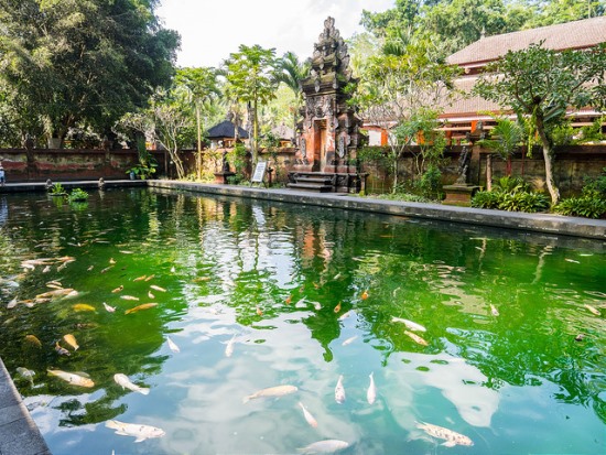 Pond with big koi fishes at Pura Tirta Empul