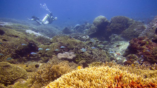 Sea diving at Nusa Lembongan Bali