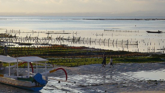 Seaweed farming in Nusa Lembongan Bali