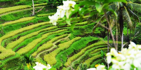 Tegalalang Rice Terrace Bali