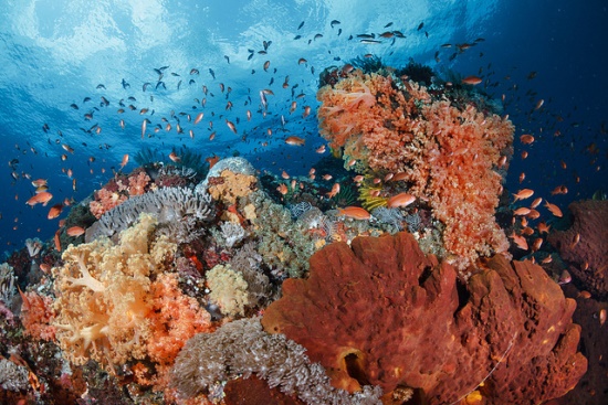 The magnificent underwater world in Nusa Penida Bali